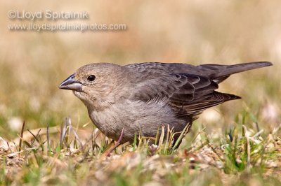 Brown-headed Cowbird