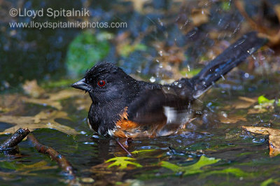 Eastern Towhee