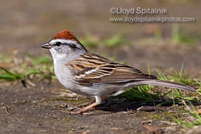 Chipping  Sparrow