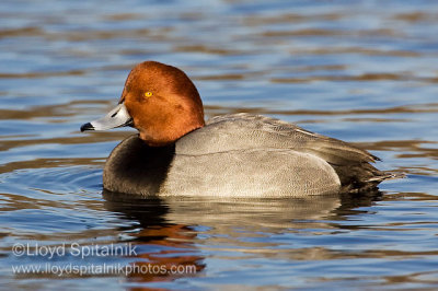 Redhead (male)