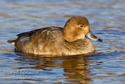 Redhead (female)