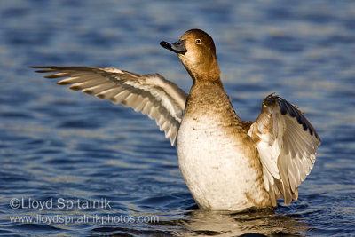 Redhead (female)