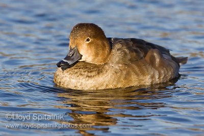 Redhead (female)