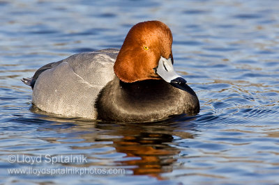 Redhead