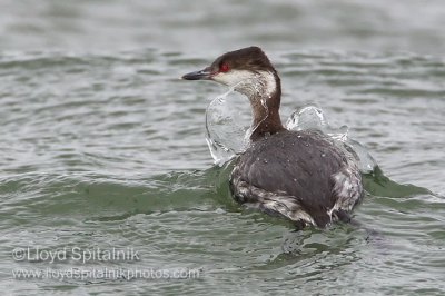 Horned Grebe