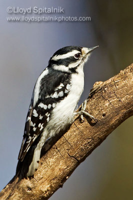 Downy Woodpecker