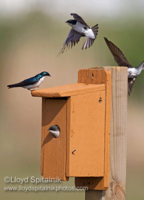 Tree Swallow