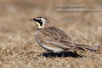 Horned Lark