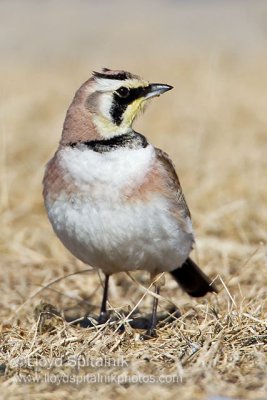 Horned Lark