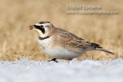 Horned Lark