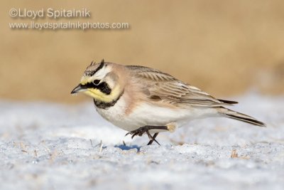 Horned Lark