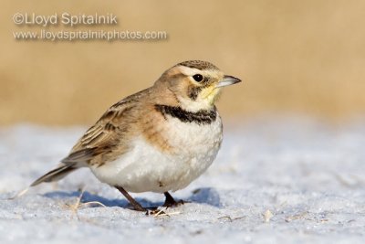 Horned Lark