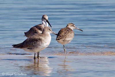 Western Willet with Eastern Willet (right)