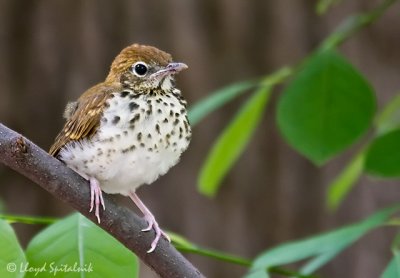 Wood Thrush (juvenile)