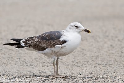 Lesser Black-backed Gull