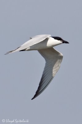 Gull-billed Tern