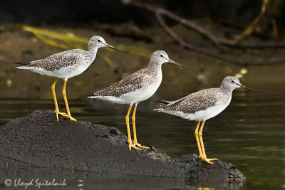 Lesser Yellowlegs