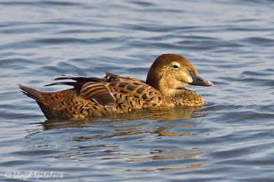 KIng Eider (female)