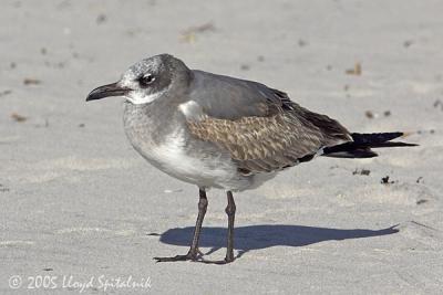 Laughing Gull