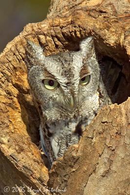 Eastern Screech-Owl  (gray morph)