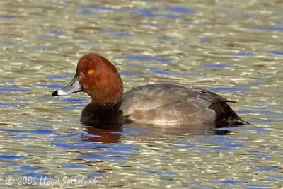 Redhead