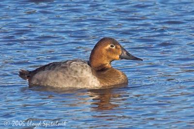 Canvasback (female)