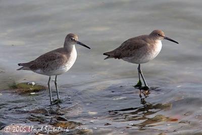 Willet (western)