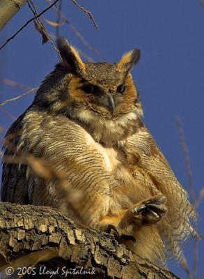 Great Horned Owl