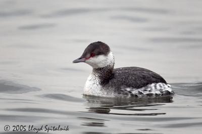 Horned Grebe