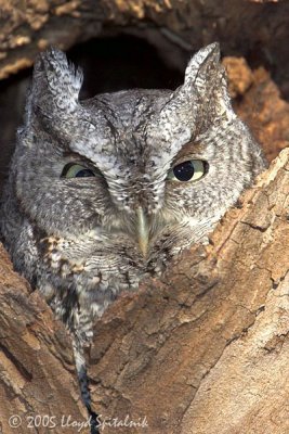 Eastern Screech-Owl  (gray morph)