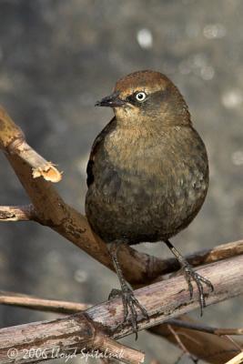 Rusty Blackbird (female)