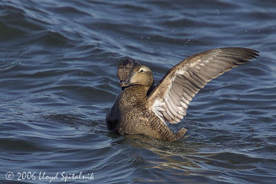 Common Eider (female)