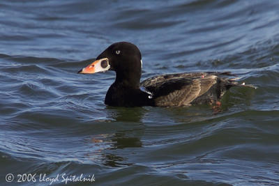 Surf Scoter (immature male)