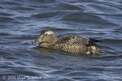 Common Eider (female)