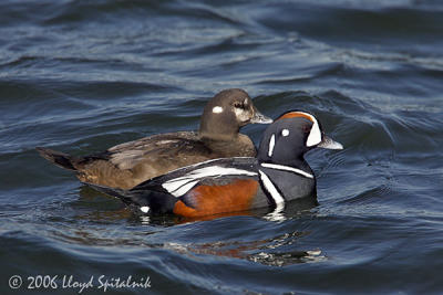 Harlequin Duck