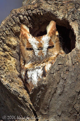 Eastern Screech-Owl  (red morph)