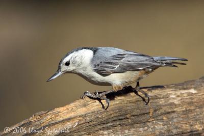 White-breasted Nuthatch