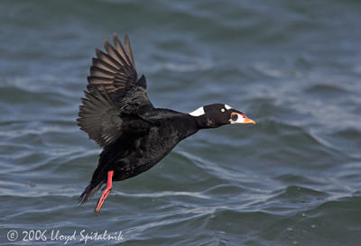 Surf Scoter (adult male)
