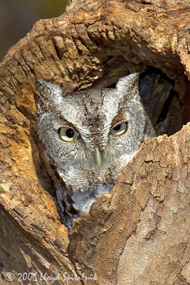 Eastern Screech-Owl