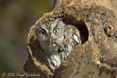 Eastern Screech-Owl