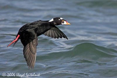 Surf Scoter (male)