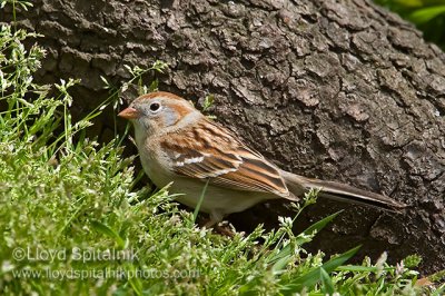 Field Sparrow