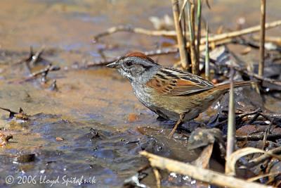 Swamp Sparrow