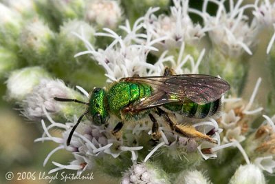 Silky Striped-Sweat bee (female)