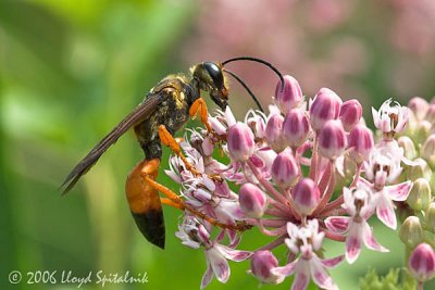 Great Golden Digger Wasp