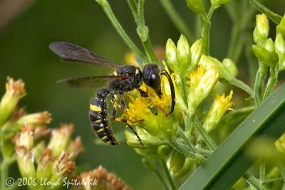 Weevil-wasp