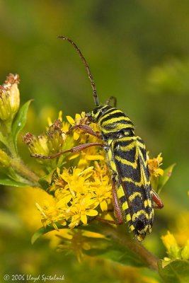 Locust Borer