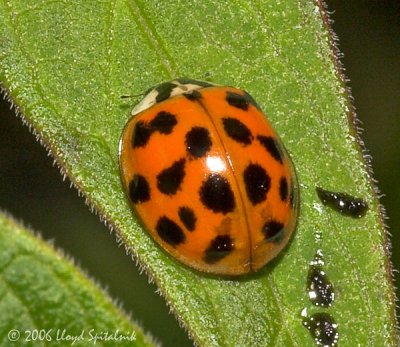  Multicolored Asian Lady Beetle