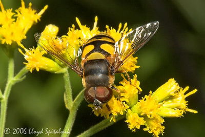 Transverse Flower Fly (male)