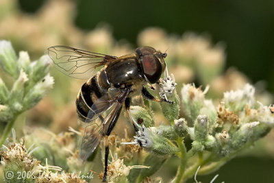 Syrphid (Flower) Fly